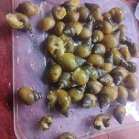 حلزون البینو