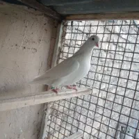 کفتر