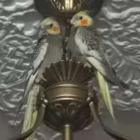 گمشده ، عروس هلندی