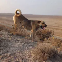 گمشده به یابنده مژدگانی داده می شود
