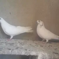کبوتر