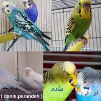 تعداد زیاد پرنده|پرنده|بجنورد, |دیوار