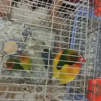 جفت کوتوله