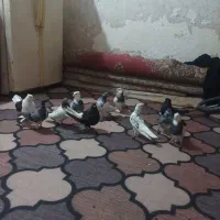 کبوتر|پرنده|خرمشهر, |دیوار