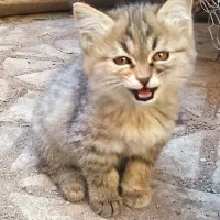 واگذاری بچه گربه خانگی