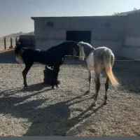 نریان کرد ،کره سالار خان امیری نوه سلطان گنبد
