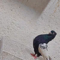 یک المانی سیاه نر مست قور به شرط پرش و جفگاه مفت