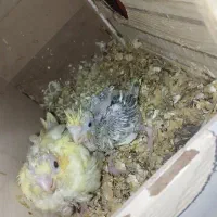 عروس هلندی مولد