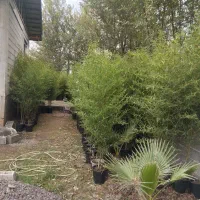 فروش نی‌خیزران‌گلدانی