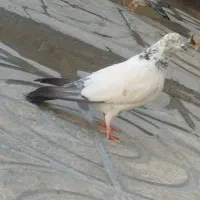 کبوتر|پرنده|ملایر, |دیوار