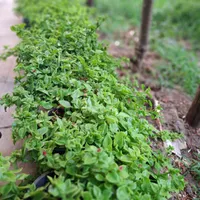 گل ناز یخی|گل و گیاه طبیعی|ماهدشت, |دیوار