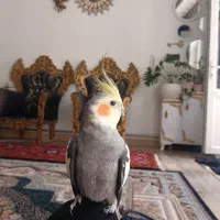 عروس هلندی نر