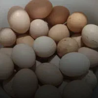 تخم مرغ نطفه دار|حیوانات مزرعه|رامهرمز, |دیوار