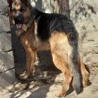 ژرمن نر|سگ|همدان, |دیوار