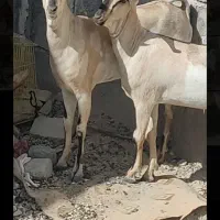 دو راس کره ماده سومال