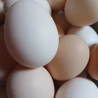 تخم مرغ محلی