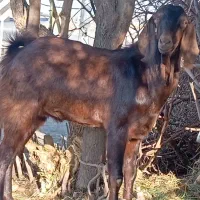 بز نری چپشت نژاد دار ابستن