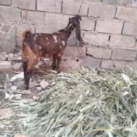 گیسه کاموری و بز پاکستانی دوقلو زا|حیوانات مزرعه|کرمان, |دیوار