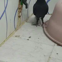 کبوتر دم سفید|پرنده|مشکیندشت, |دیوار