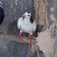 کبوتر