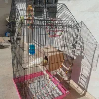 یه جفت عروس هلندی همراه قفس|پرنده|کبودرآهنگ, |دیوار