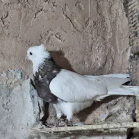 طوقی نر الماسی شکلاتی .و سرکه ای فوق درشت پابلند|پرنده|فولادشهر, فولادشهر|دیوار