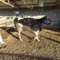 تلیسه گاو شیری گوساله