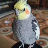 فروش عروس هلندی نر سخنگو