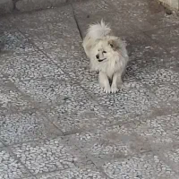 سگ پامر نر