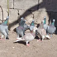 مسافتی|پرنده|اردبیل, |دیوار