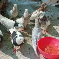 چند عدد کبوتر|پرنده|اهواز, زرگان|دیوار