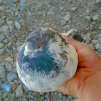 کبوتر|پرنده|سیرجان, |دیوار