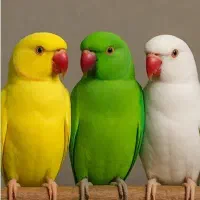 طوطی نر دارم میخوام یه ماده بگیرم گنبد