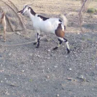 گیسه،بز،کهره نر،کهره ماده