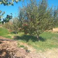 فروش ۷۵۰۰ متر مربع باغ مثمر