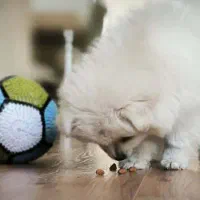 سگ پامر(توله)|سگ|همدان, |دیوار