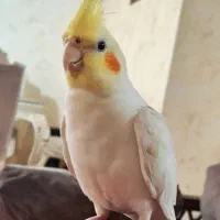 عروس هلندی گمشده