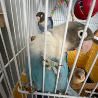 طوطی برزیلی فیشر|پرنده|شهریار, شهریار|دیوار