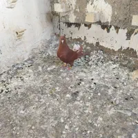 کفتر|پرنده|بروجرد, |دیوار