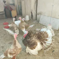 خروس و بوقلمون|حیوانات مزرعه|مشهد, رضاییه|دیوار