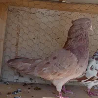 کبوتر نوک ریز زرد شکلاتی سرور