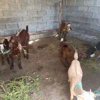 7 تا گوسفند