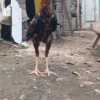 لاری|حیوانات مزرعه|لوندویل, |دیوار