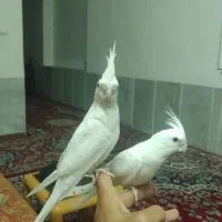 عروس هلندی آلبینو لوتینو خاکستری نر و ماده و جفت|پرنده|جهرم, |دیوار