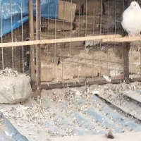 کفتر رنگی تهرانی المانی قاطی|پرنده|خاوران, |دیوار