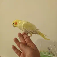 یه عدد عروس هلندی|پرنده|اصفهان, بهارستان|دیوار