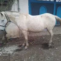 مادیان ۸سال ابستن|اسب و تجهیزات اسب‌سواری|کلاچای, |دیوار