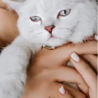 گربه سیلور چشم ابی نر