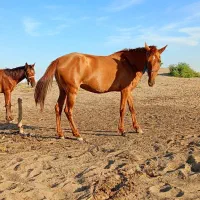 مادیون|اسب و تجهیزات اسبسواری|شوش, |دیوار