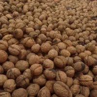 گردو و فندق درجه ۱ گیلان،یلاقی|خوردنی و آشامیدنی|قم, کلهری|دیوار